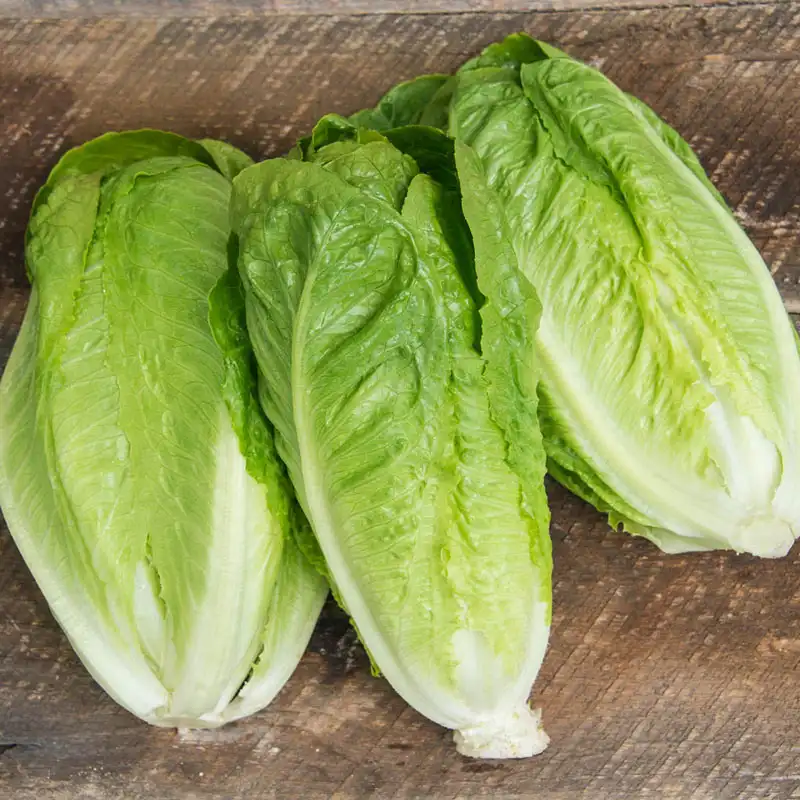 Mediterranean Lettuce