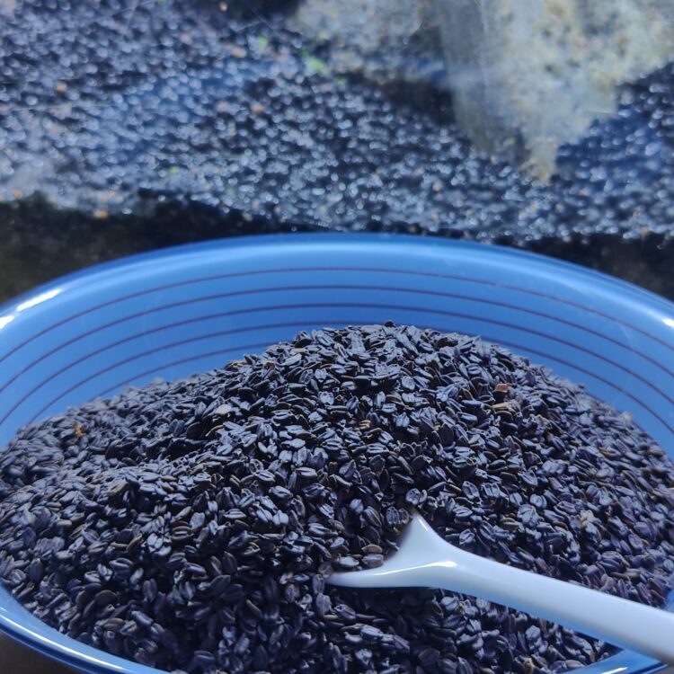 Ban Silam बन सिलाम (Wild Basil Seeds) १ के जि