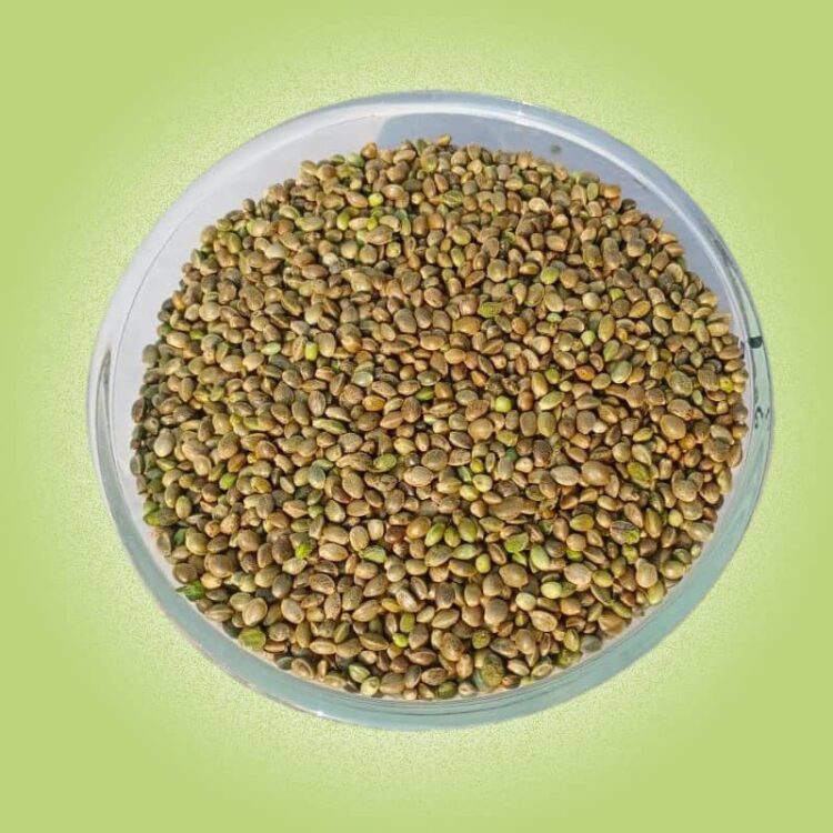 Hemp Seeds (भाङ को दाना) 1 KG