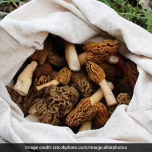 gucchi mushroom (True morels)