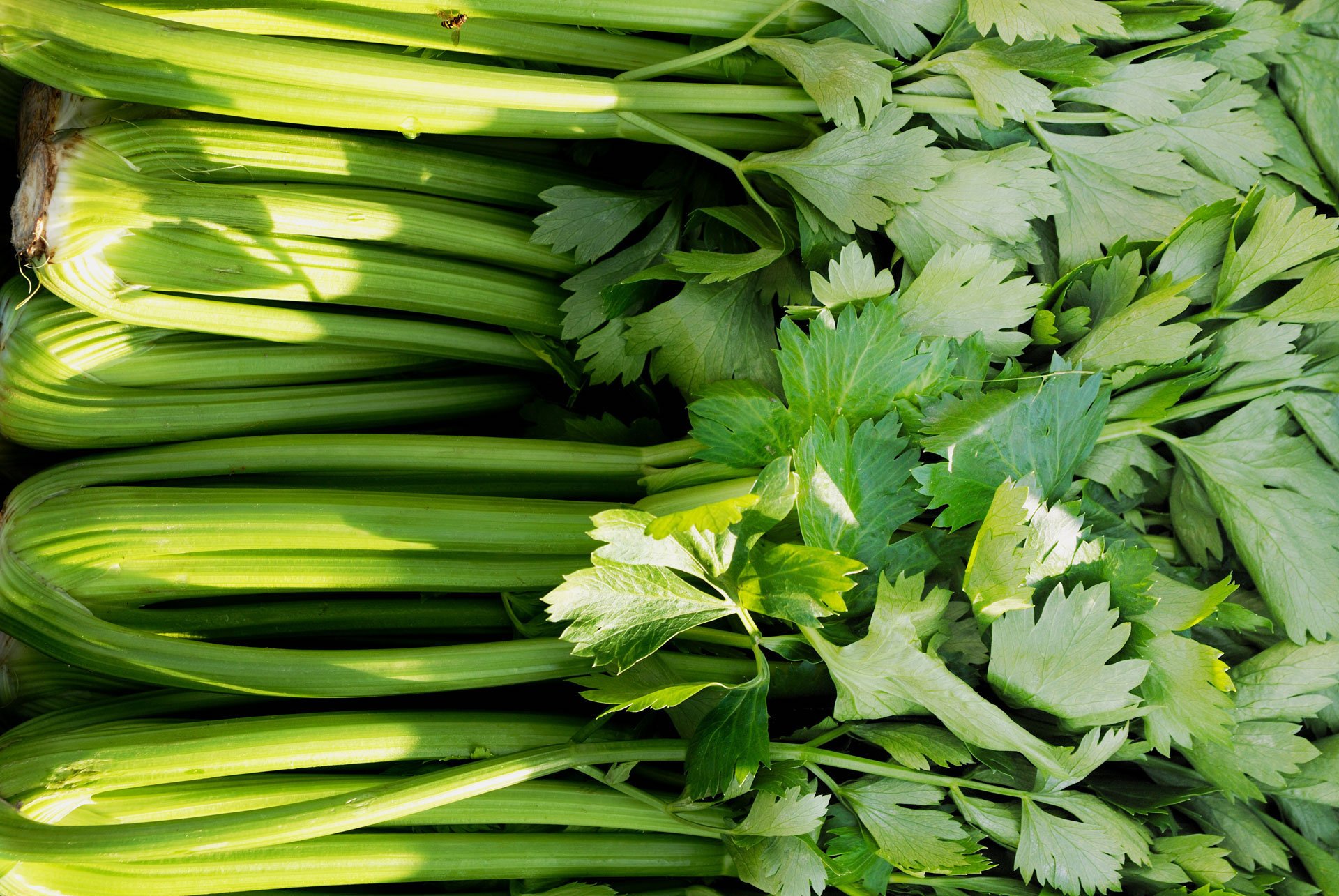 Celery Leaf