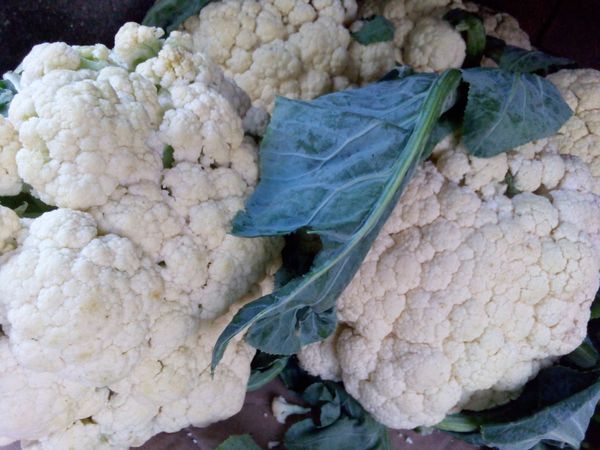 Cauli Flower 