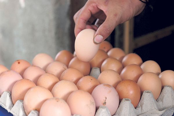 Local Chicken Egg10pcs