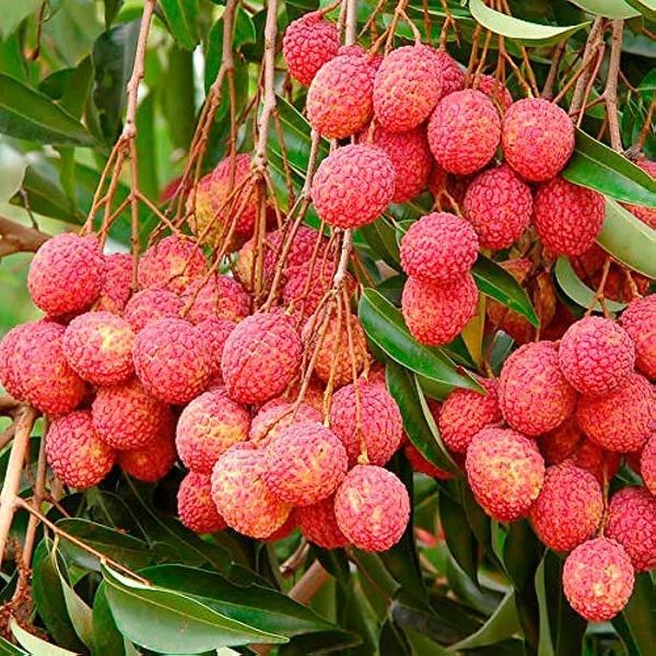 Litchi