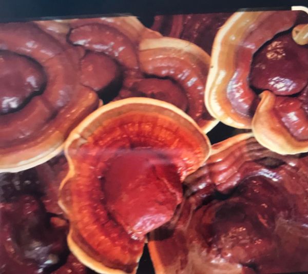 Red tiblite Mushroom