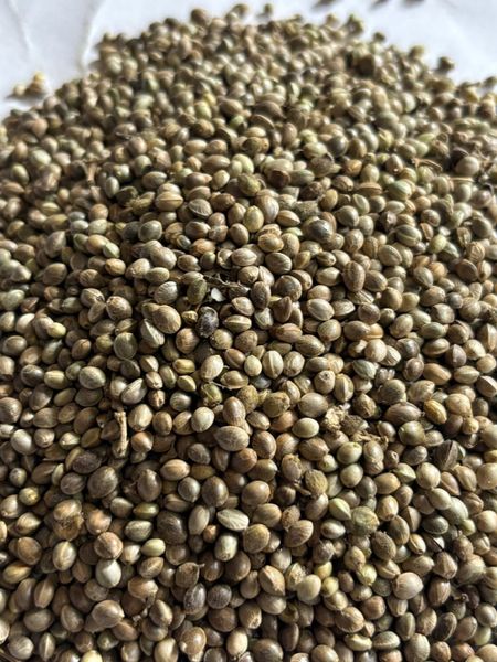 hemp seeds Bhang (भाङ्ग)