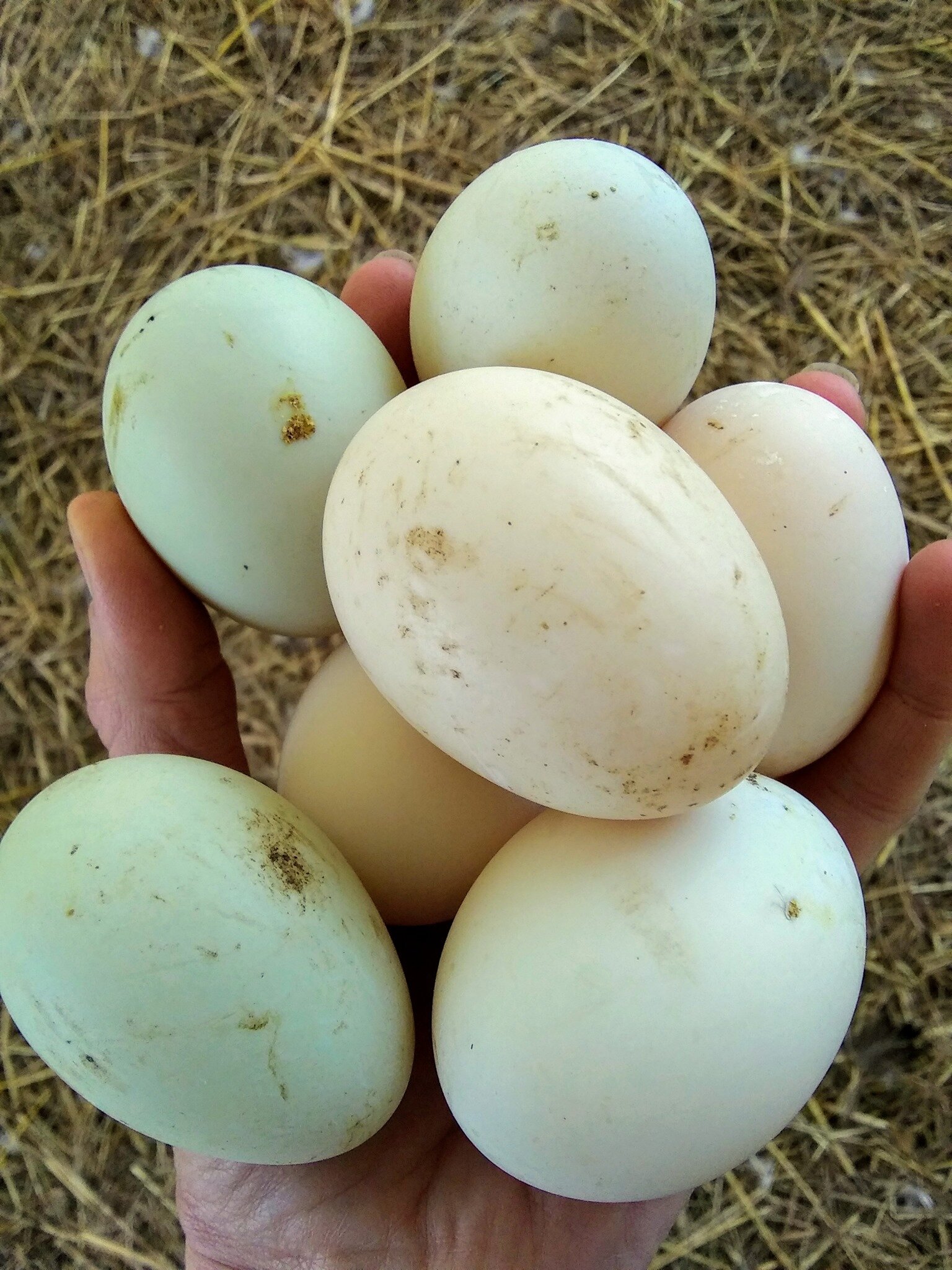 Duck Egg - हाँसको अण्डा