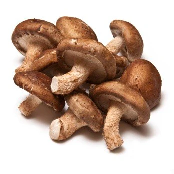 Shiitake mushroom