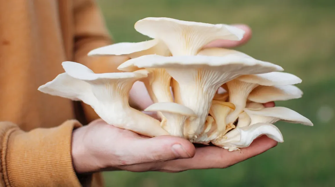 Oyster mushrooms -  कवरे च्याउ