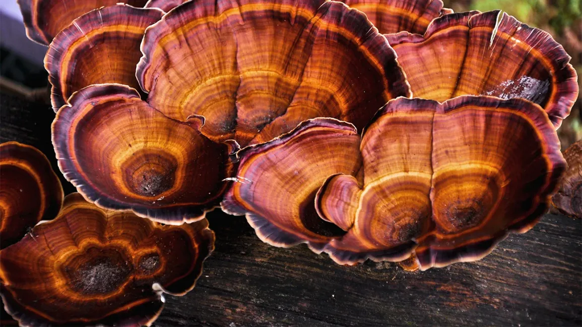 Reishi Mushroom