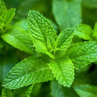  Spearmint Leaves - पुदिना