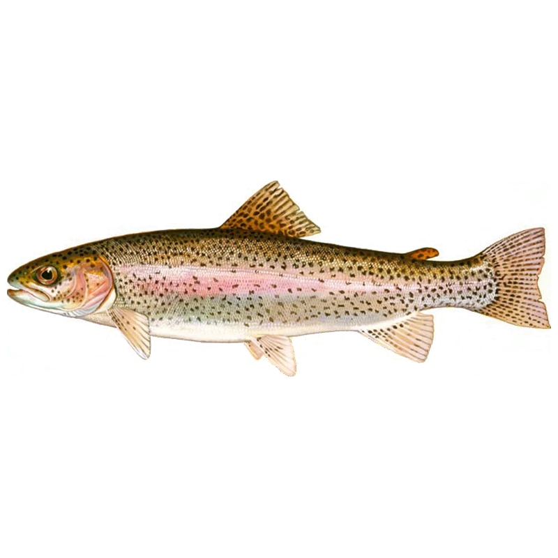 Trout fish (ट्राउट माछा)