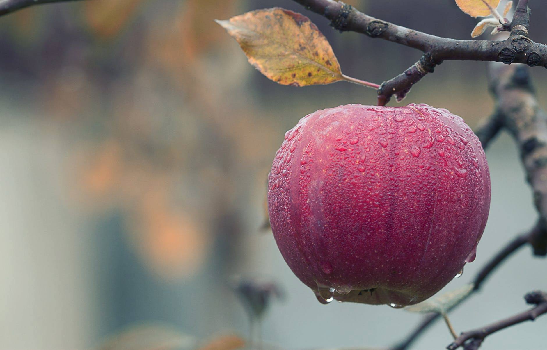 jumla-apple