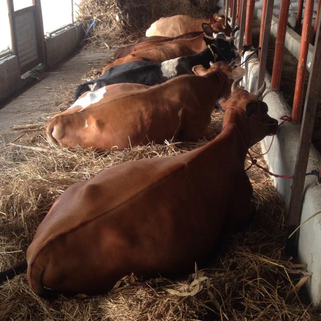 cow at salaka farming