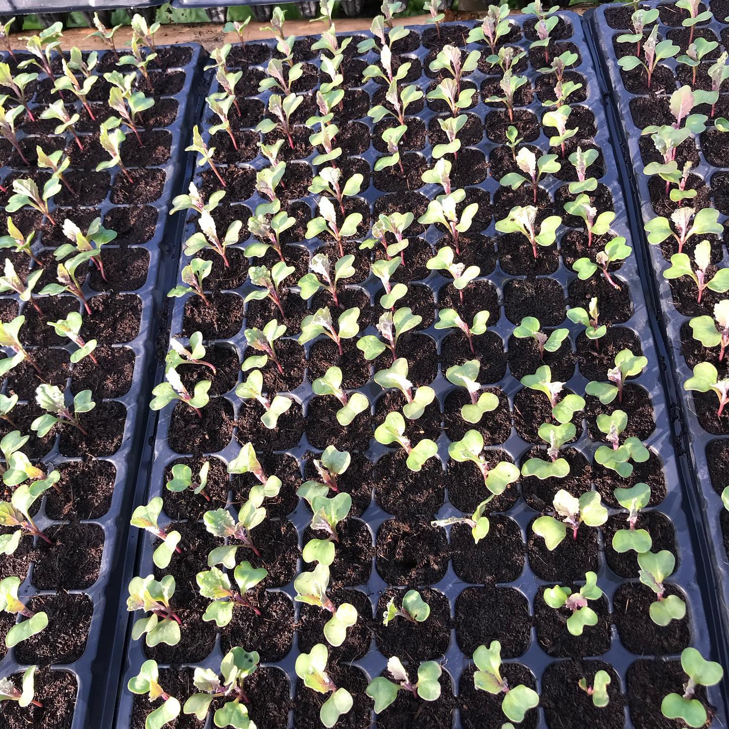 Spinach farming at wellness