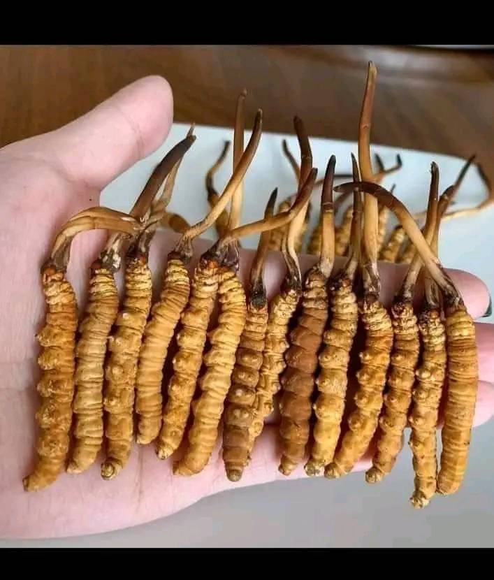 yarsaagumba