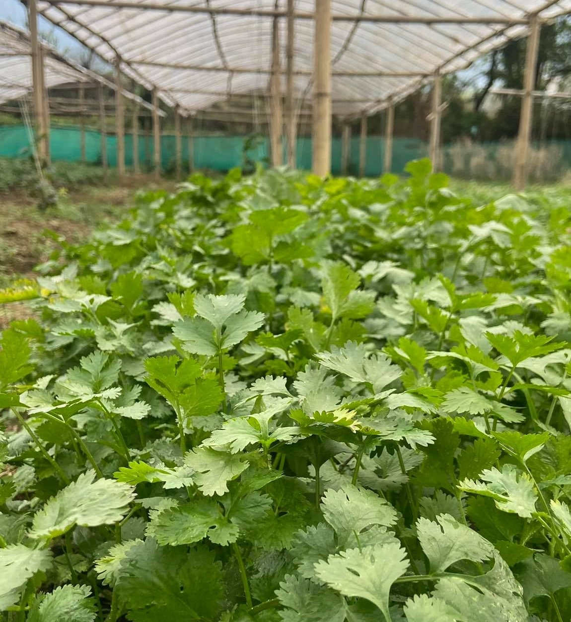 Fresh Farm
